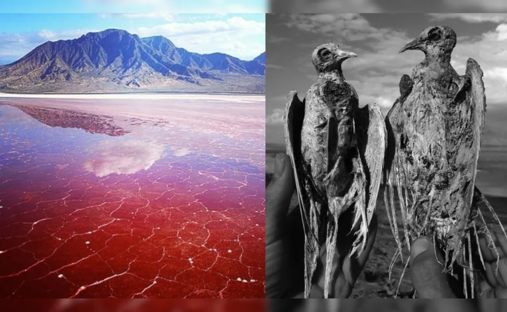 Danau Natron