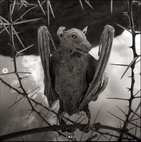 Foto burung dan kelelawar yang sudah mengering