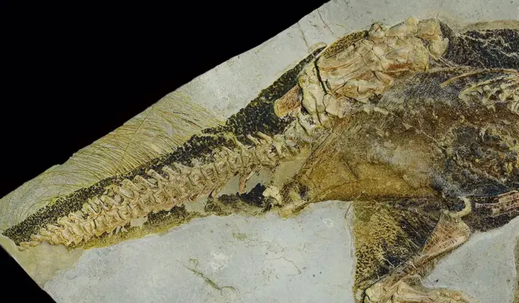 Fosil lubang pantat tertua di dunia
