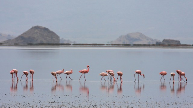 flamingo kecil (Lesser Flamingo)